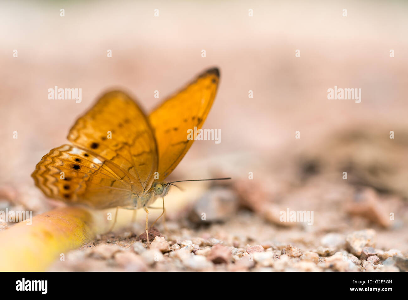 Brown butterfly on the ground, macro close up, with depth of field, focus at the eye, with copy space Stock Photo
