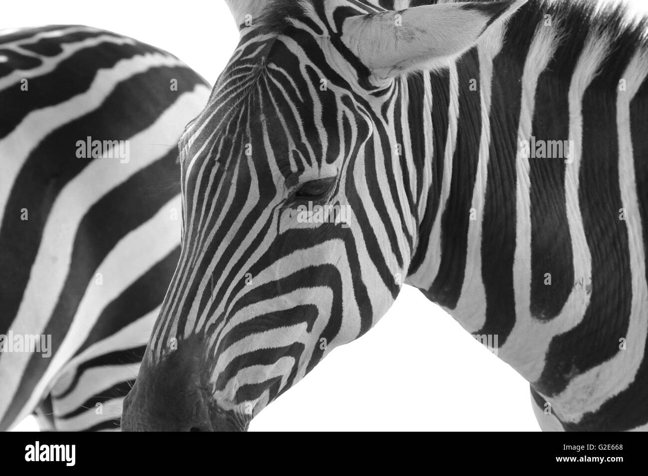 Black and white zebra background Stock Photo Alamy