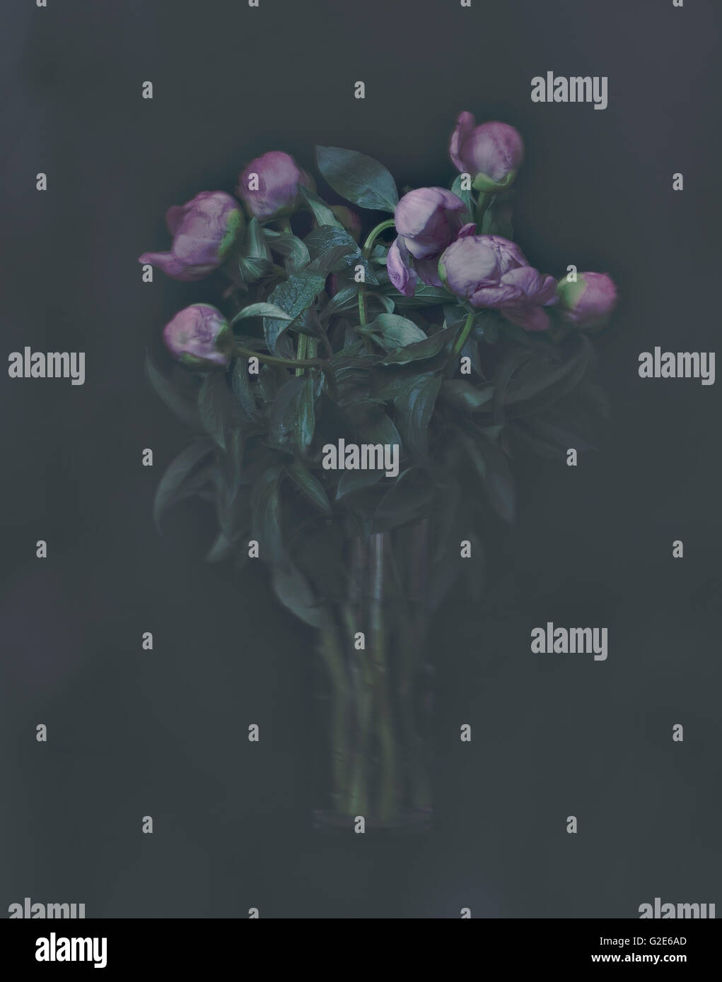 Bouquet of Peony Flowers in Vase Against Dark Background Stock Photo ...