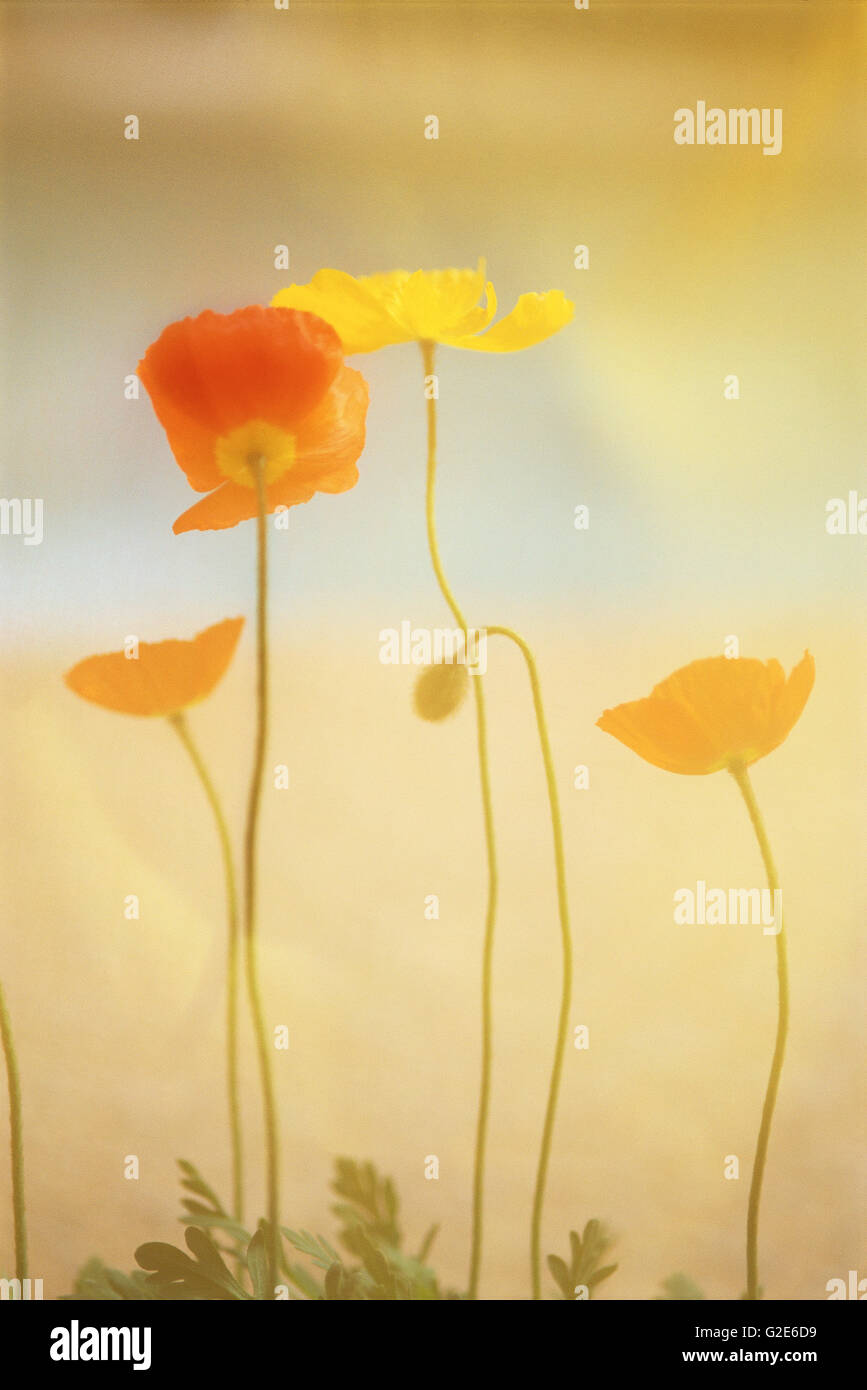Orange Poppy Flowers Standing Stock Photo - Alamy