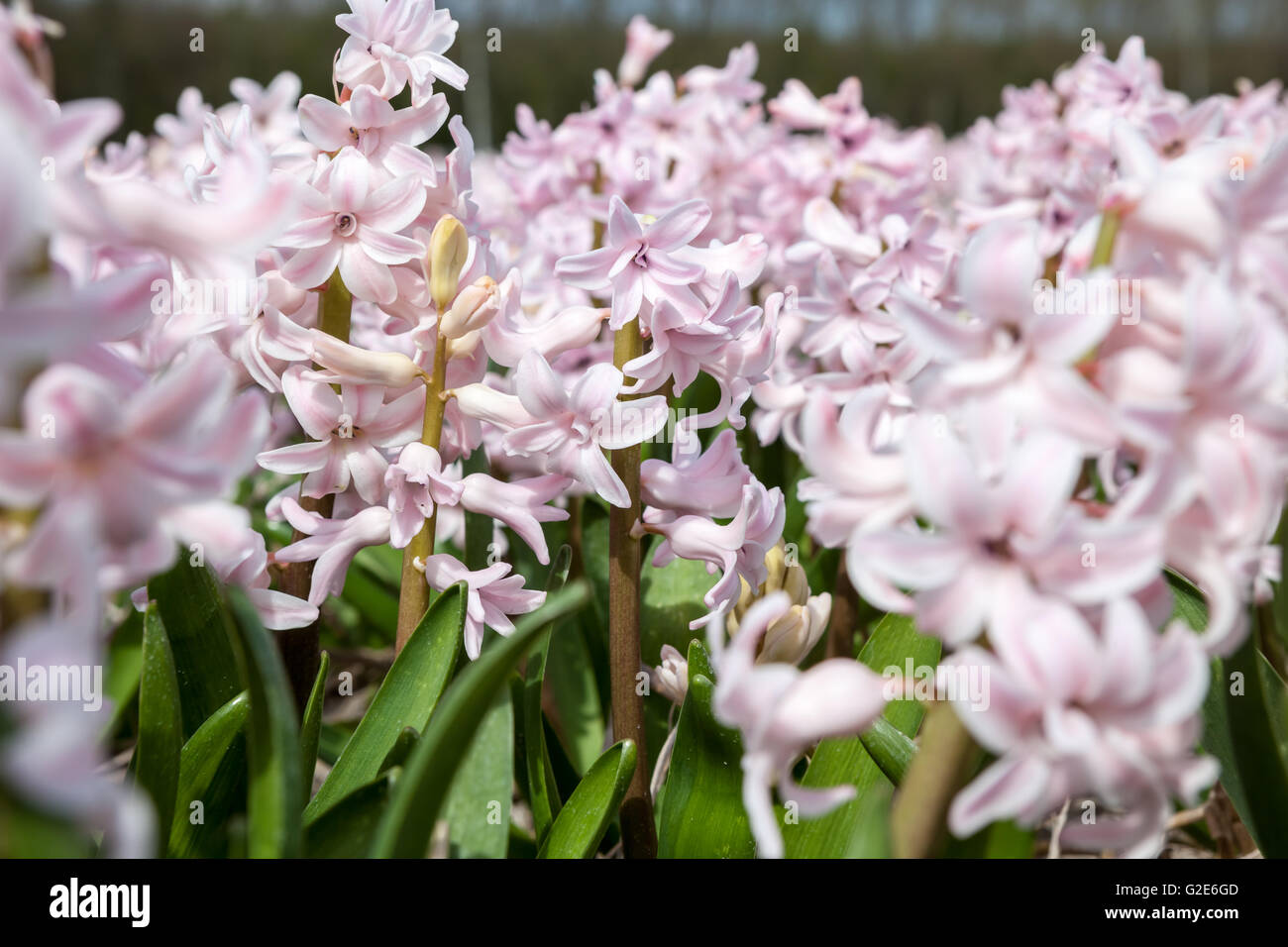 these fields with hyacinths in Amsterdam Stock Photo - Alamy