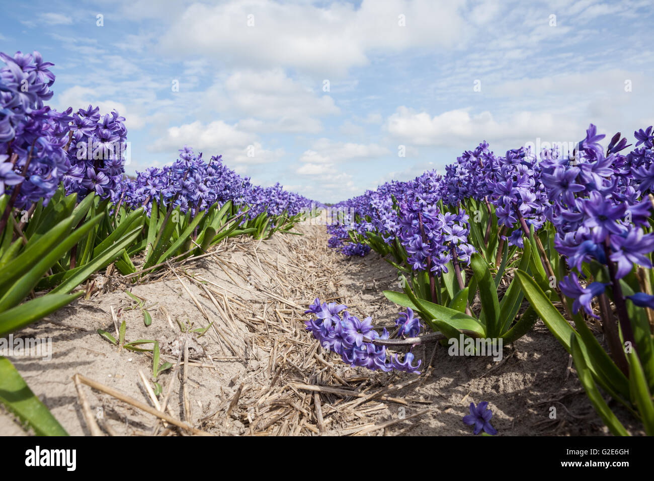 these fields with hyacinths in Amsterdam Stock Photo - Alamy