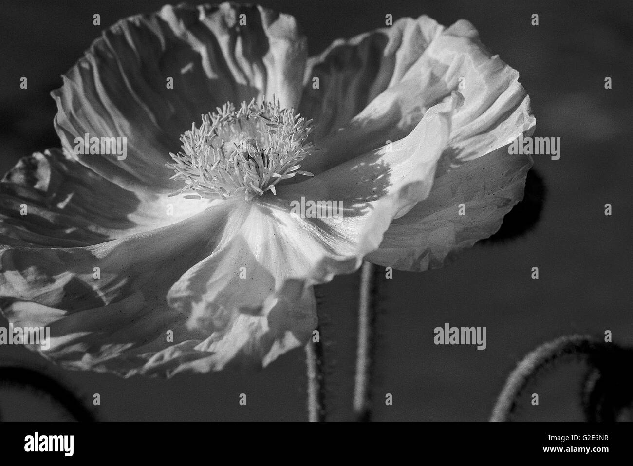 Black and White Poppy Dark Stock Photo Alamy