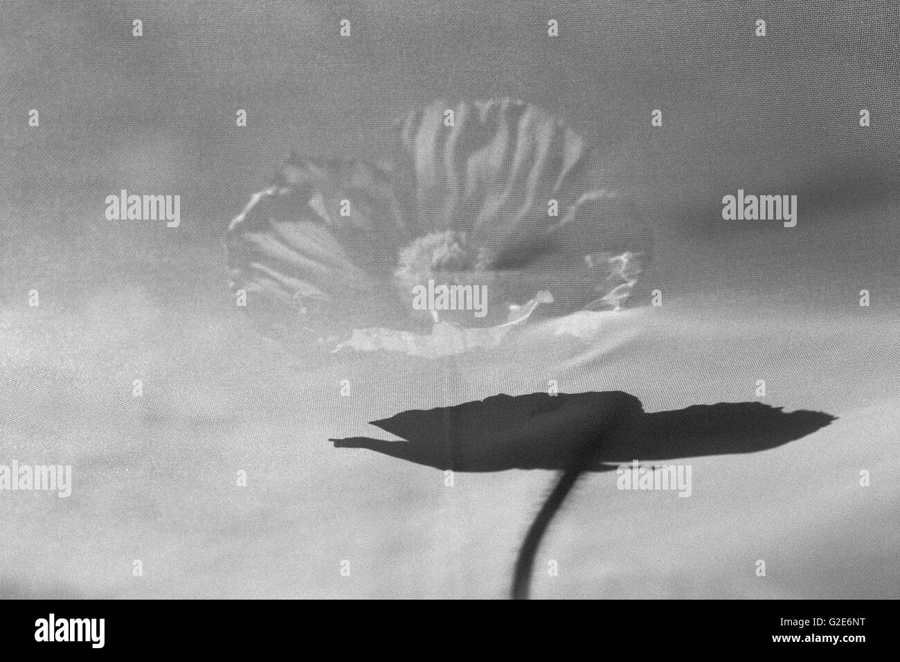 Pure white poppy Black and White Stock Photos & Images - Alamy