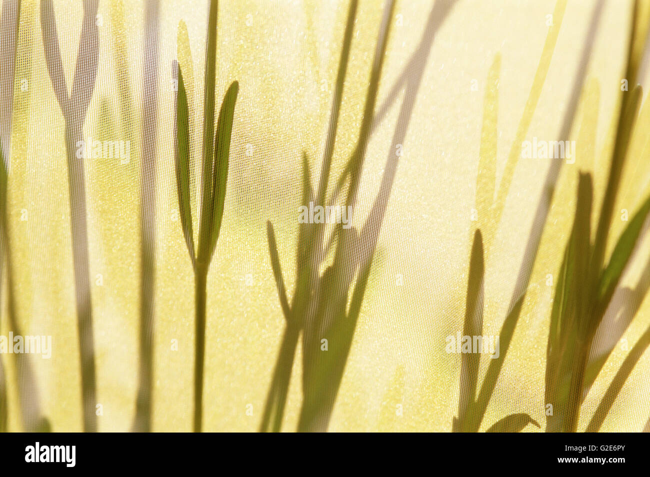Flower Stems on Yellow Stock Photo Alamy