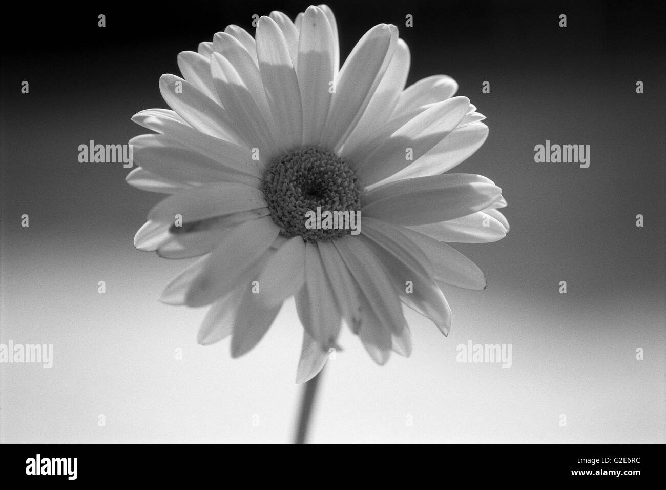 Gerbera Daisy in Bloom Stock Photo Alamy