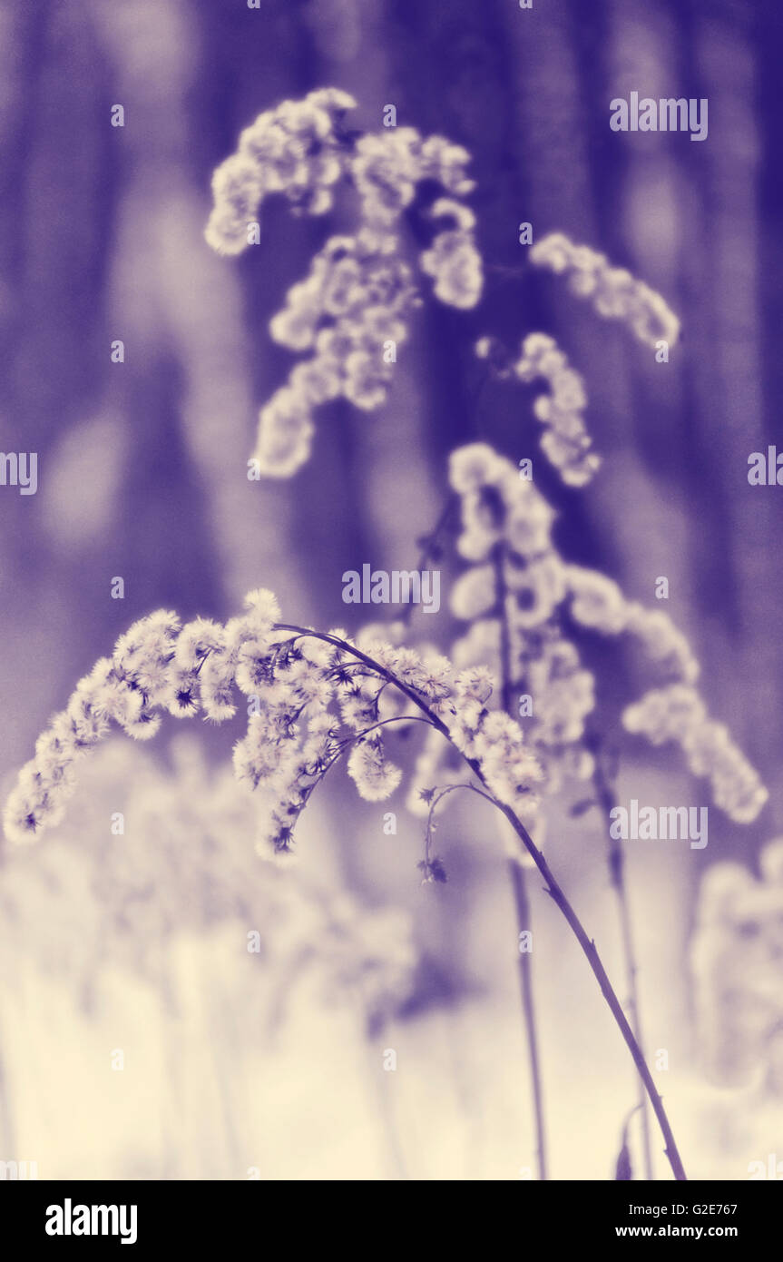 Dry grass in the snow, winter outdoor, weather, background Stock Photo