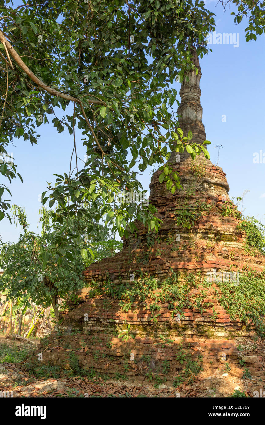 Tree growing around of a crumbling stupa in ruins of Pagodas, Old Temple Architecture, Myanmar, Burma, South Asia, Asia Stock Photo