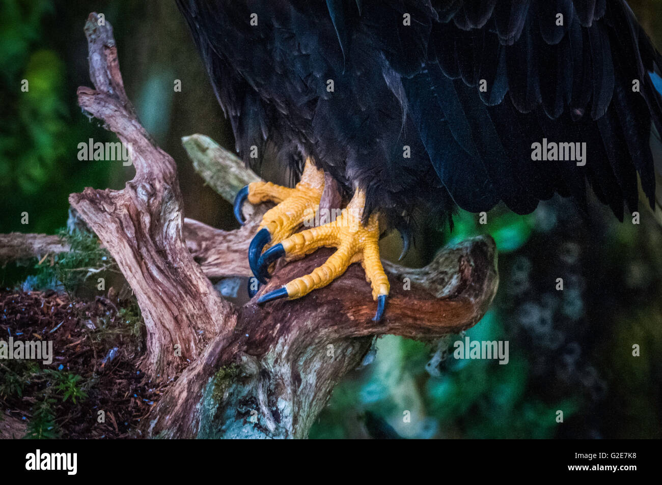 Akaska Raptor Sitka, Alaska. Raptor center and town bald eagles Stock Photo - Alamy
