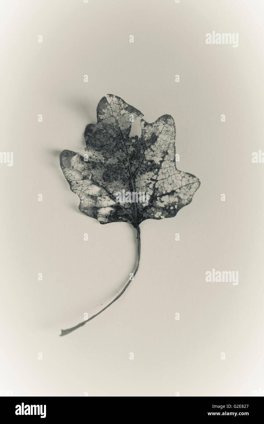 Decomposing Leaf on White Background Stock Photo