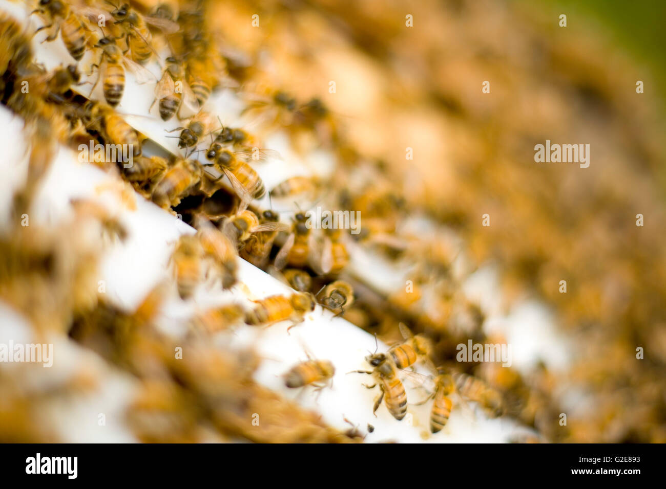 Honey Bees Entering and Exiting Hive Stock Photo