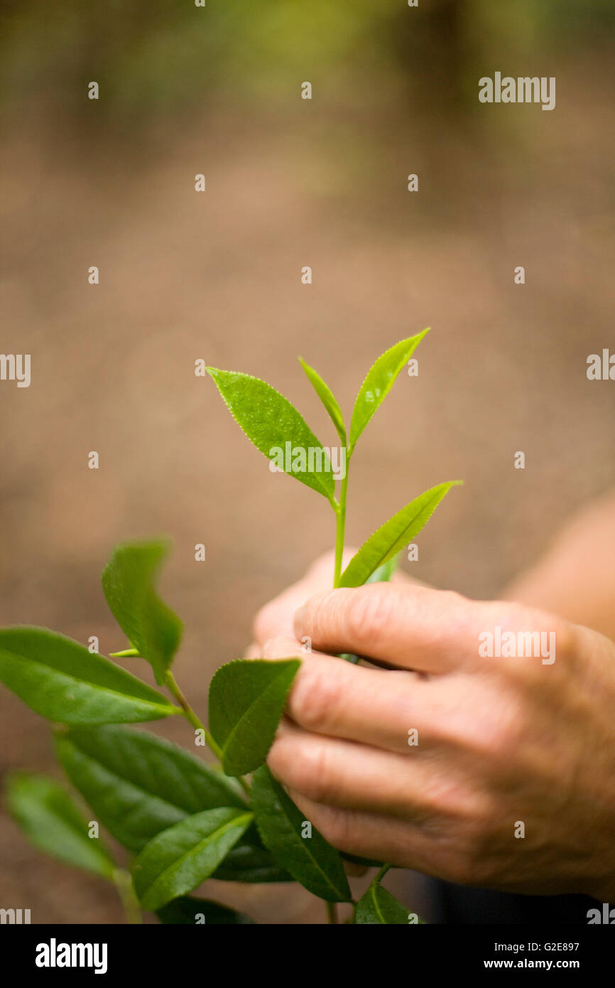 Hands Holding Tea Leaf Stem Stock Photo