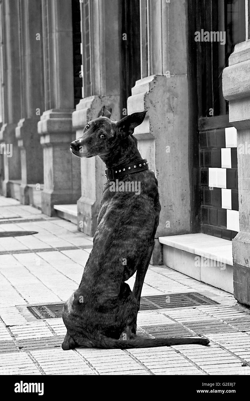 Greyhound dog sitting Black and White Stock Photos & Images Alamy