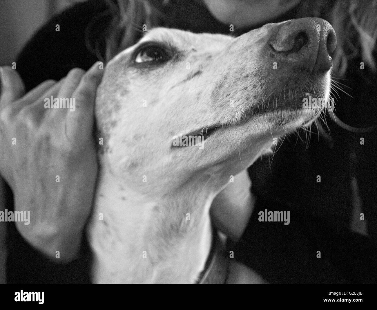 Woman Holding Greyhound Dog's Head, Close-Up Stock Photo
