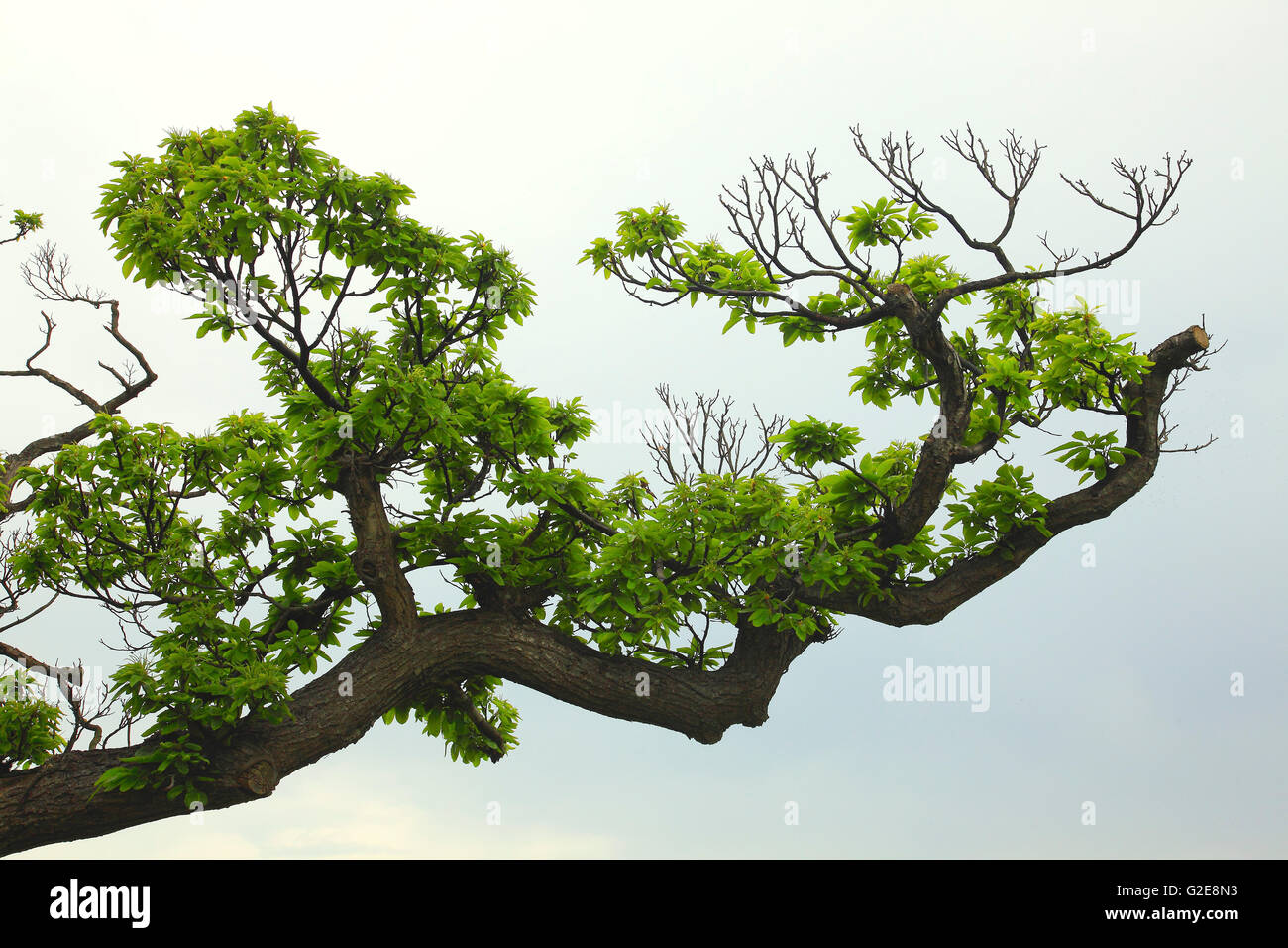 Large Tree Branches with Green Blossoms Stock Photo Alamy