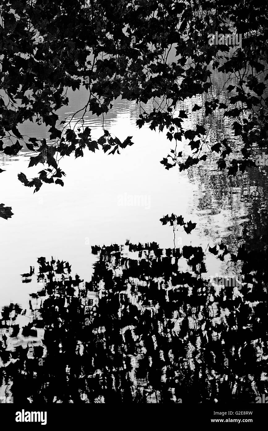 Branches and Leaves Reflected on Lake Stock Photo Alamy