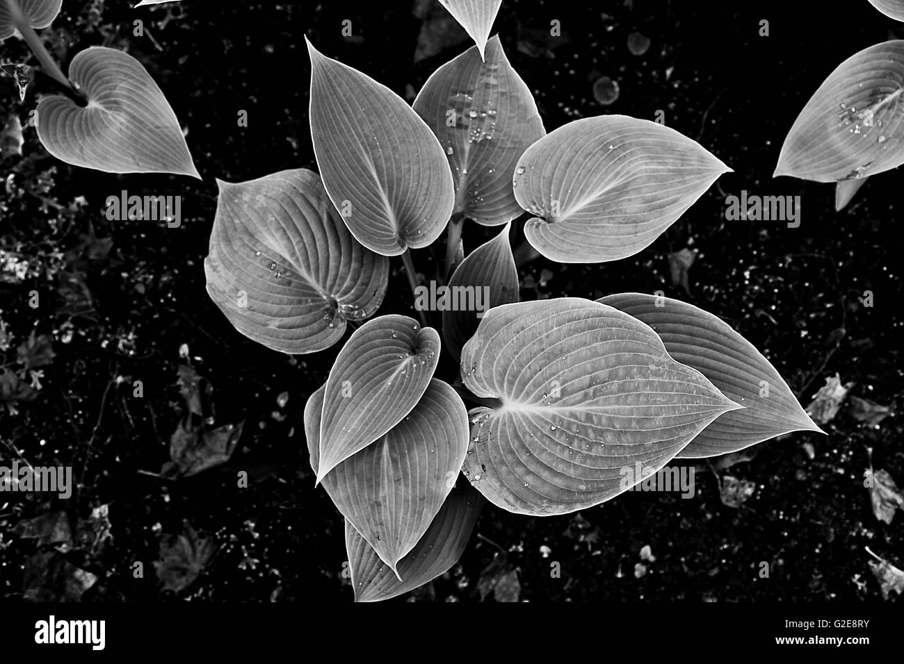 Moisture plant Black and White Stock Photos & Images - Alamy