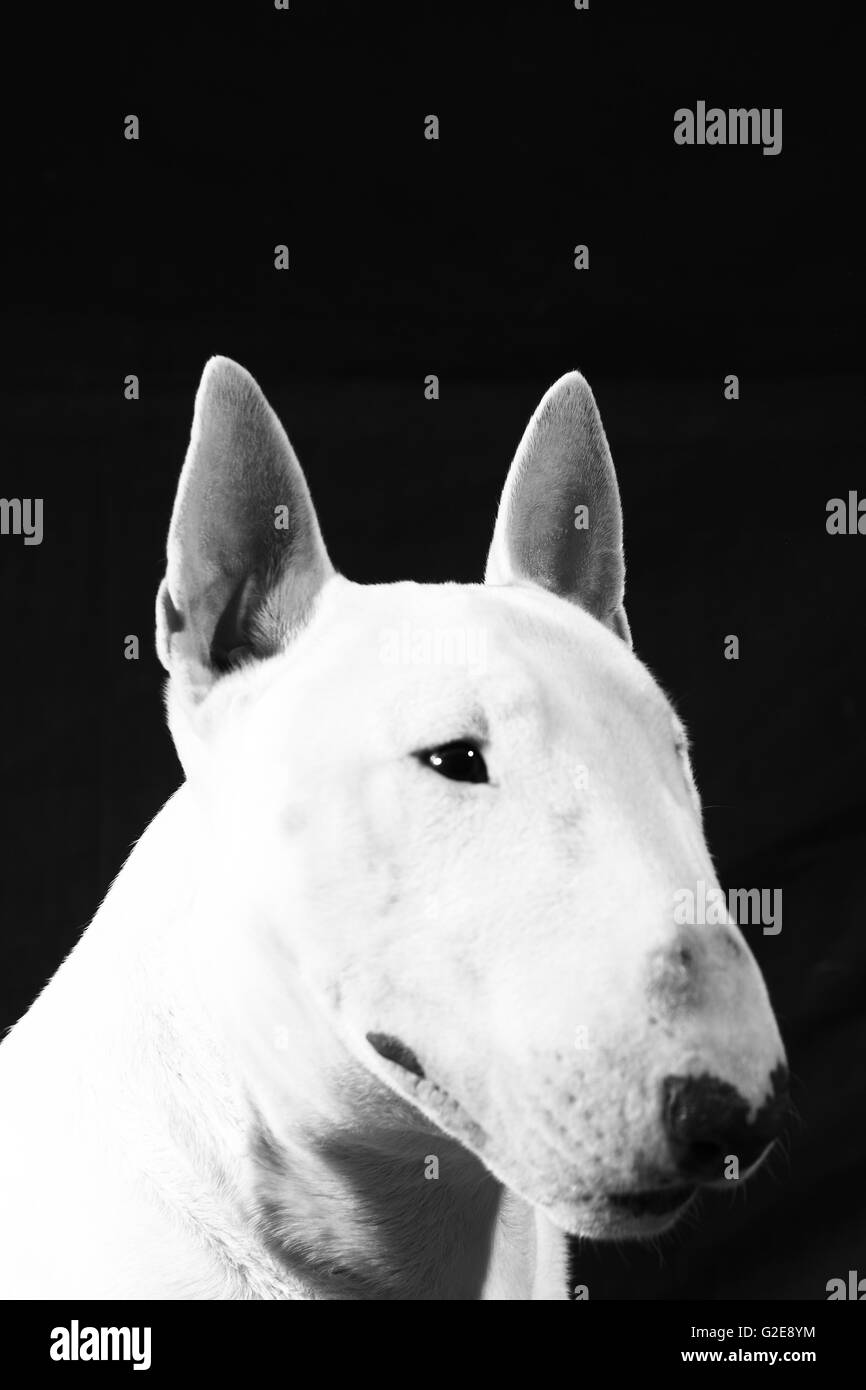 Bull terrier Black and White Stock Photos & Images - Alamy
