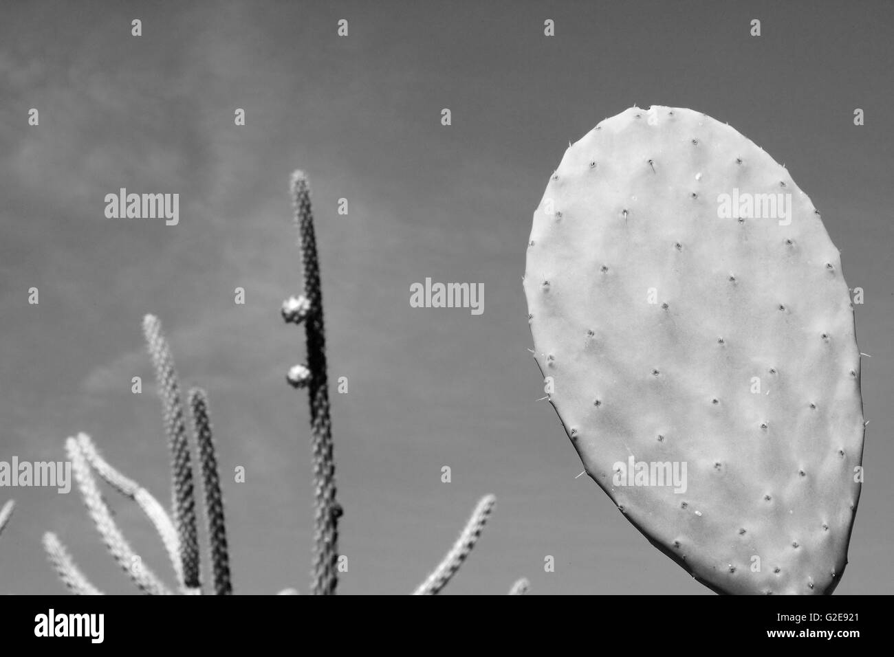 Plants Black and White Stock Photos & Images - Alamy