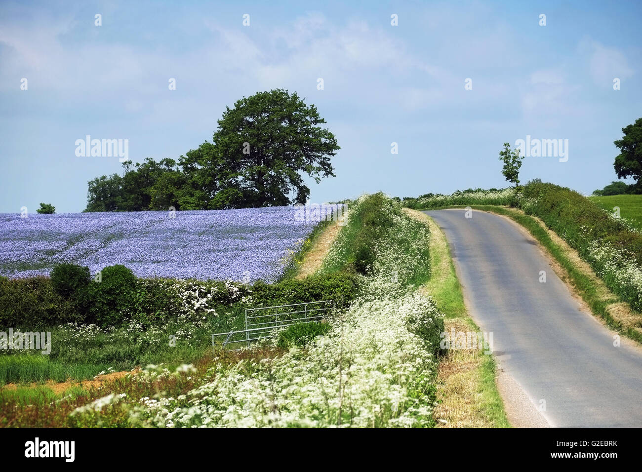Chipping Campden, England, UK; 29th May, 2016. A beautiful day to be driving through rural Cotswold countryside near Chipping Campden, Gloucestershire, overlooking colourful flax fields. Credit:  Andrew Lockie/Alamy Live News Stock Photo
