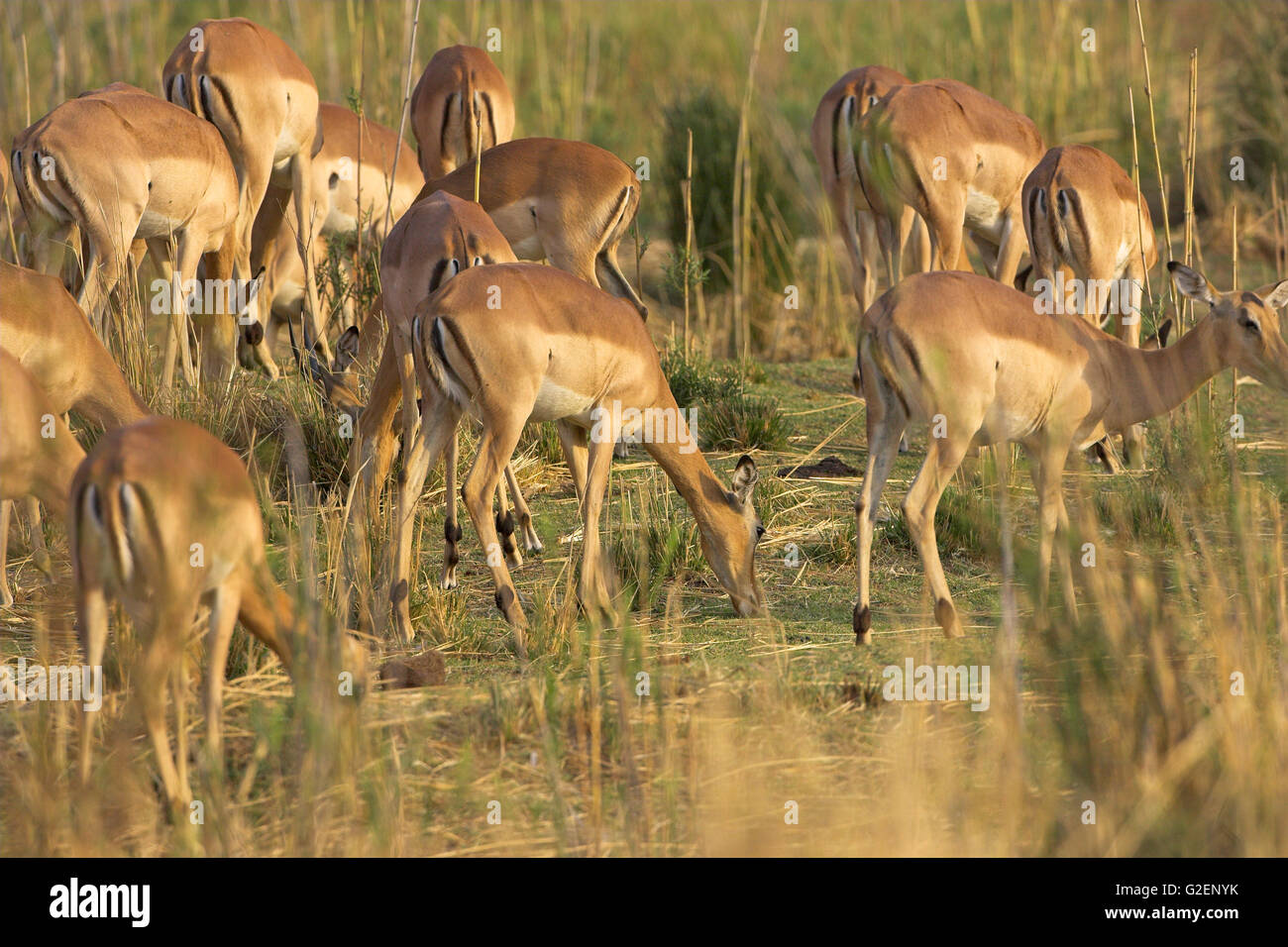 Impala Aepyceros melampus females grazing Kruger National Park South Africa Stock Photo