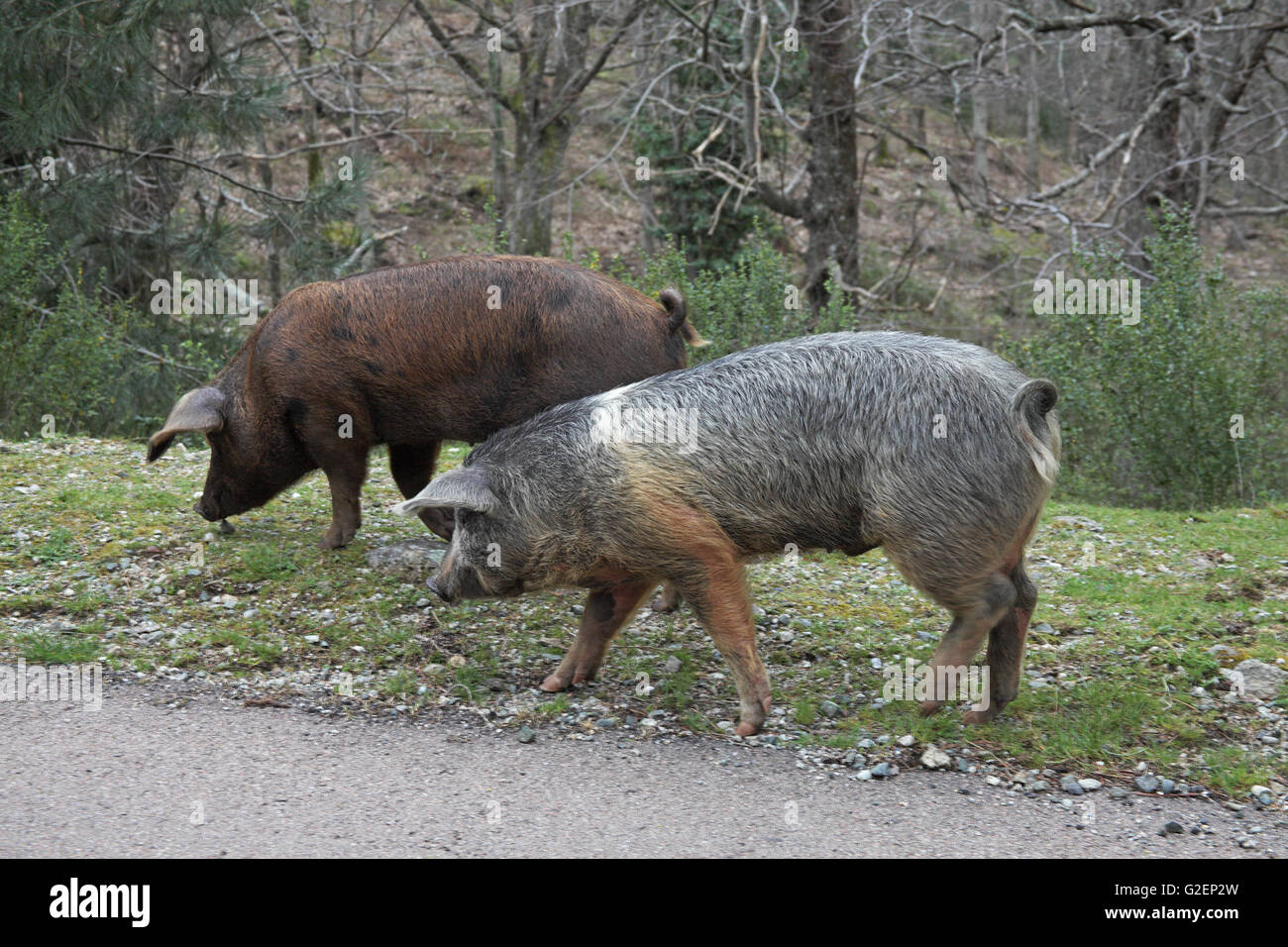 Feral pigs on roadside Corsica France Stock Photo Alamy