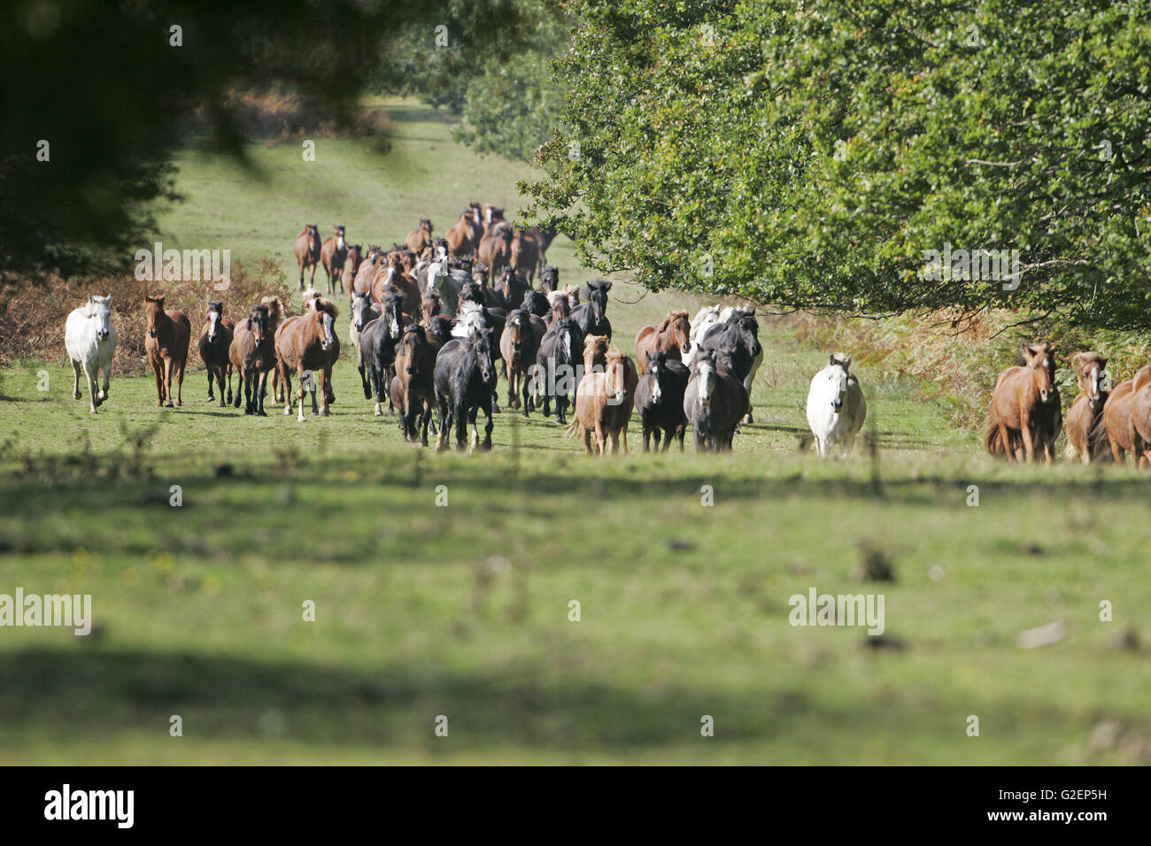 Riders and New Forest ponies during a drift beside the railway line and Perrywood Hasley Inclosure New Forest National Park Stock Photo