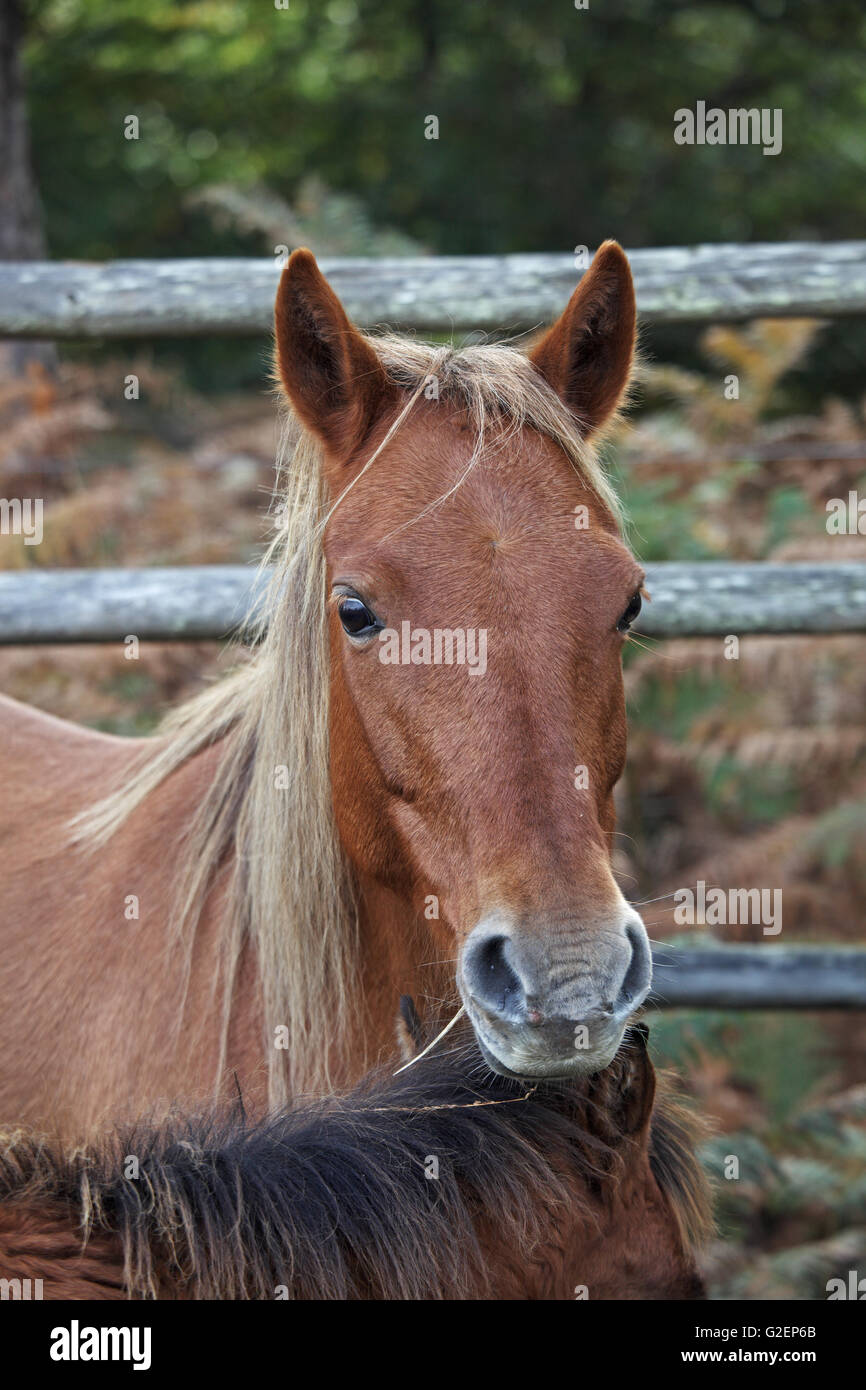 New Forest ponies held in a pound during a drift beside Amberwood Inclosure New Forest National Park Hampshire England Stock Photo
