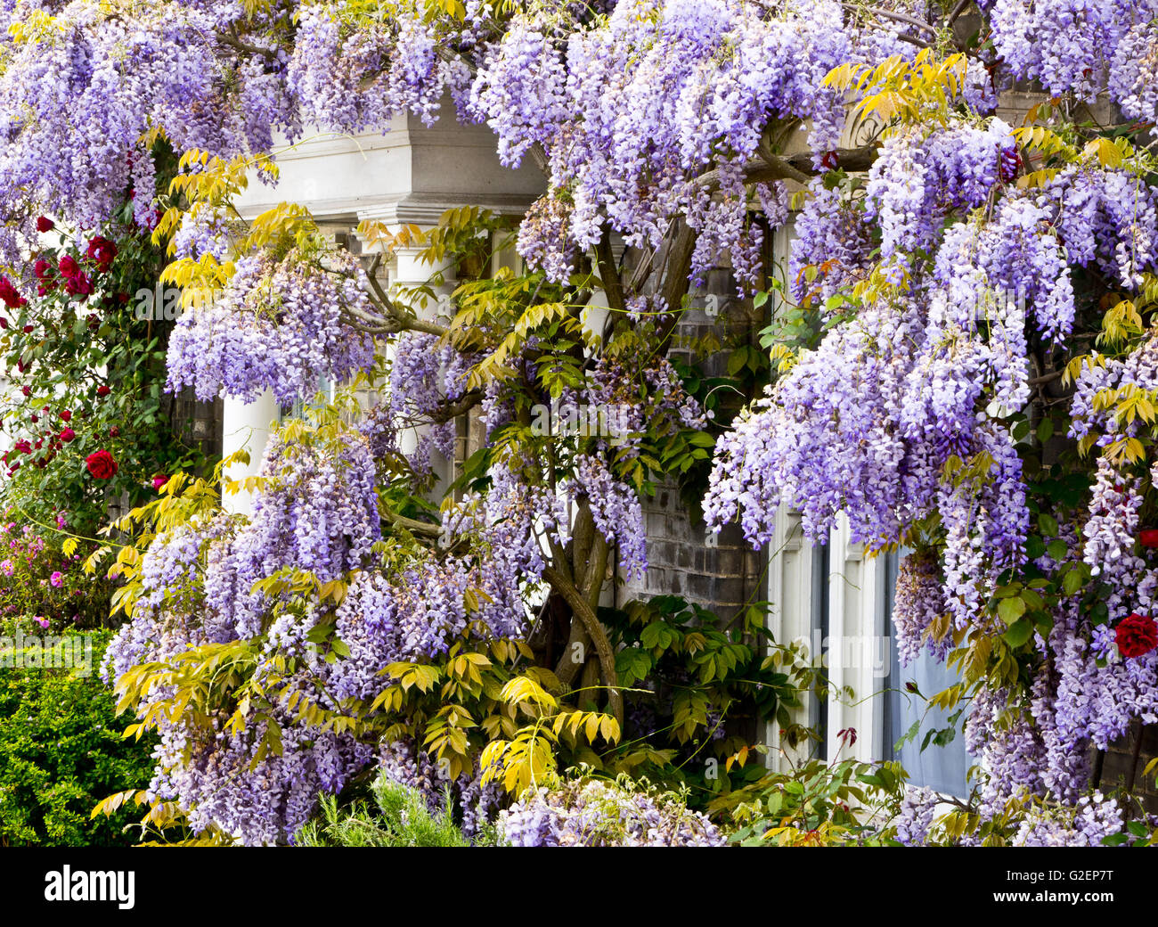 Wisteria around door house Stock Photo Alamy