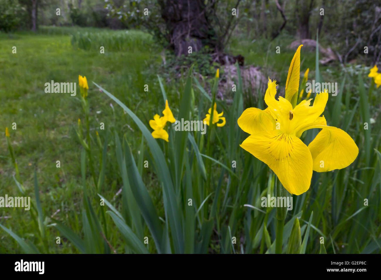 Yellow iris iris pseudacorus in woodland Stock Photo