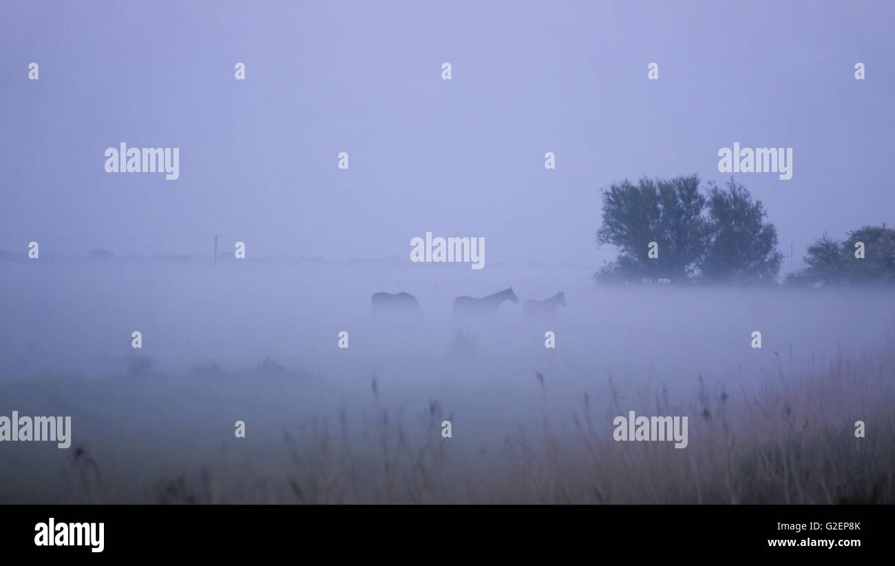 Misty marsh Halvergate Marshes Norfolk Broads England UK Stock Photo