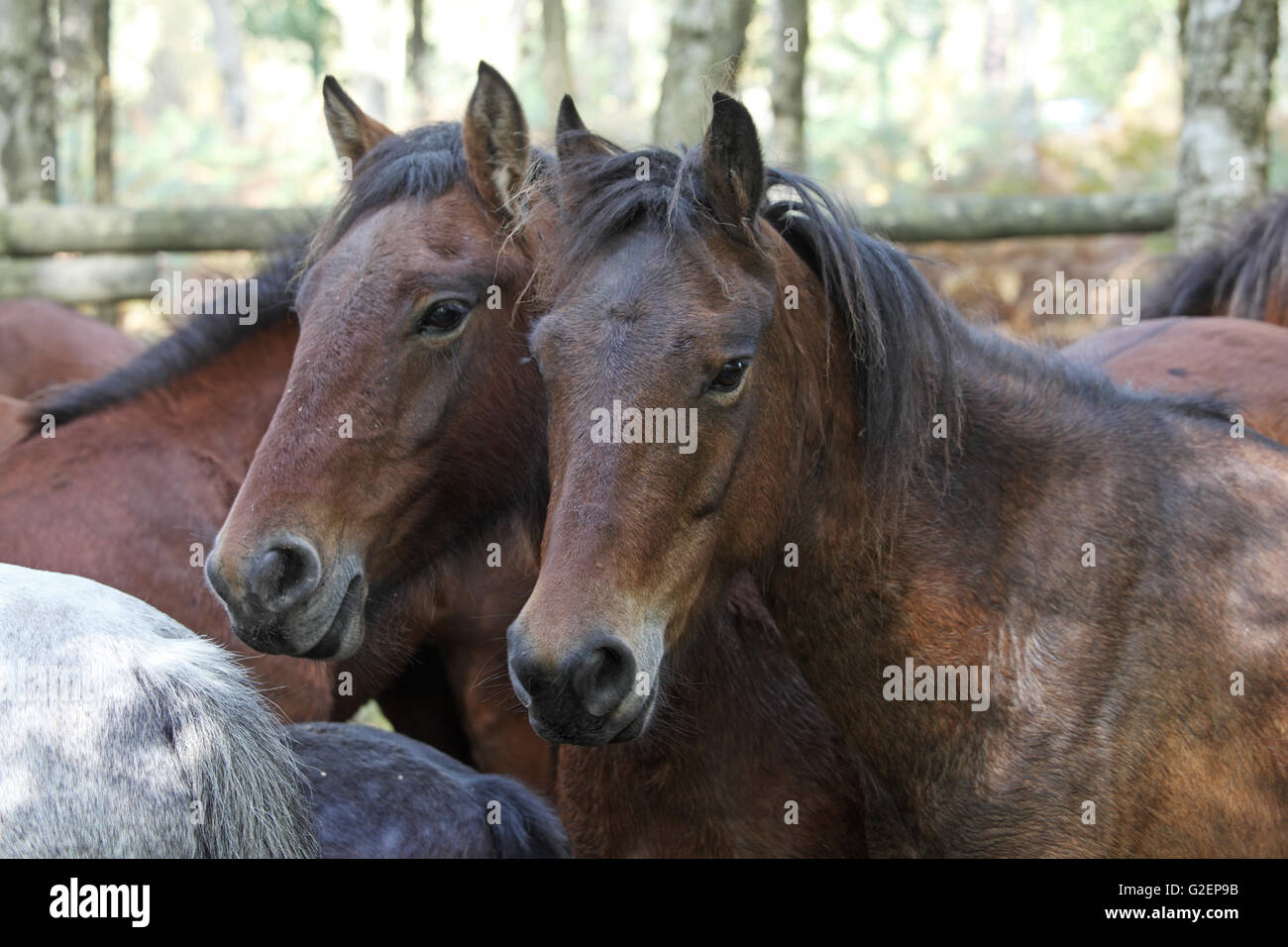 New Forest ponies in a pound during a drift New Copse Inclosure New Forest National Park Hampshire England Stock Photo