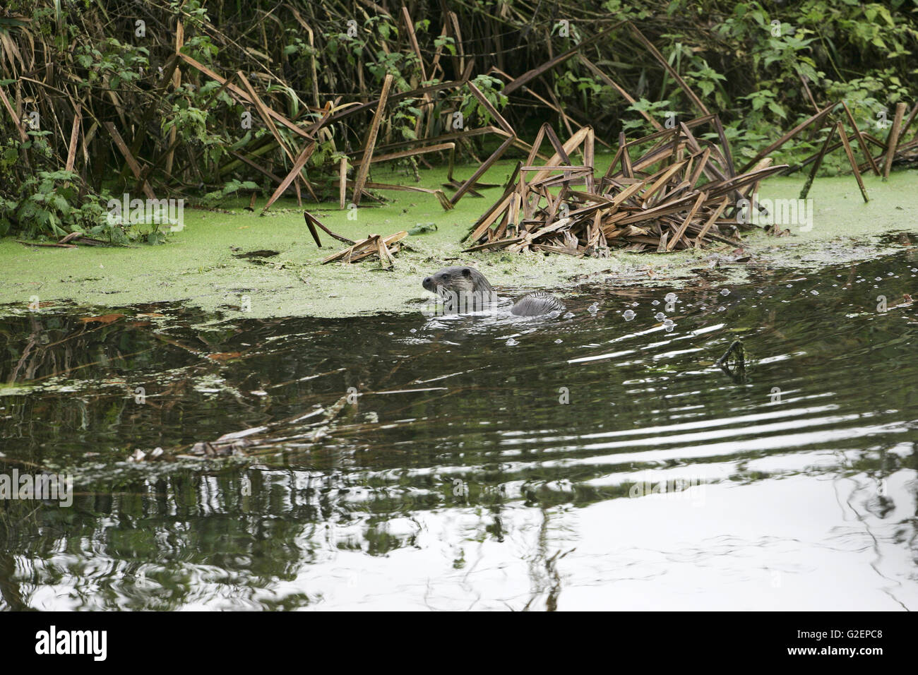 European otter Lutra lutra swimming in river Dorset Stock Photo