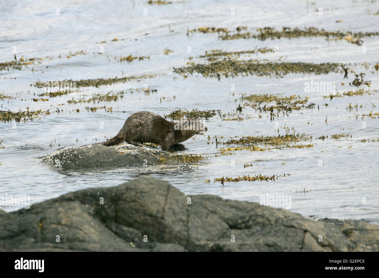 European otter Lutra lutra on rock in a sea loch Stock Photo