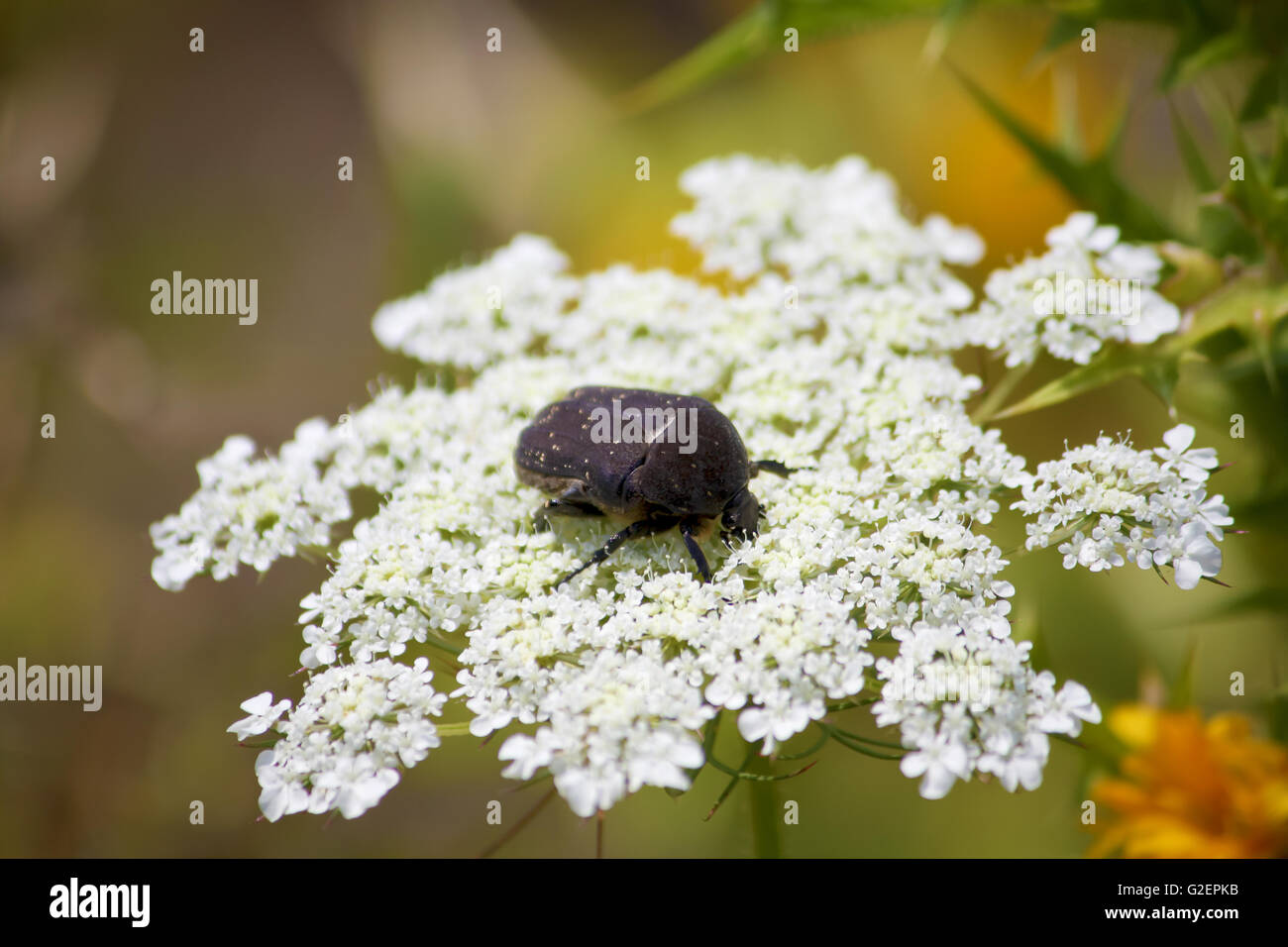 Potosia eating on a white yarrow Stock Photo Alamy