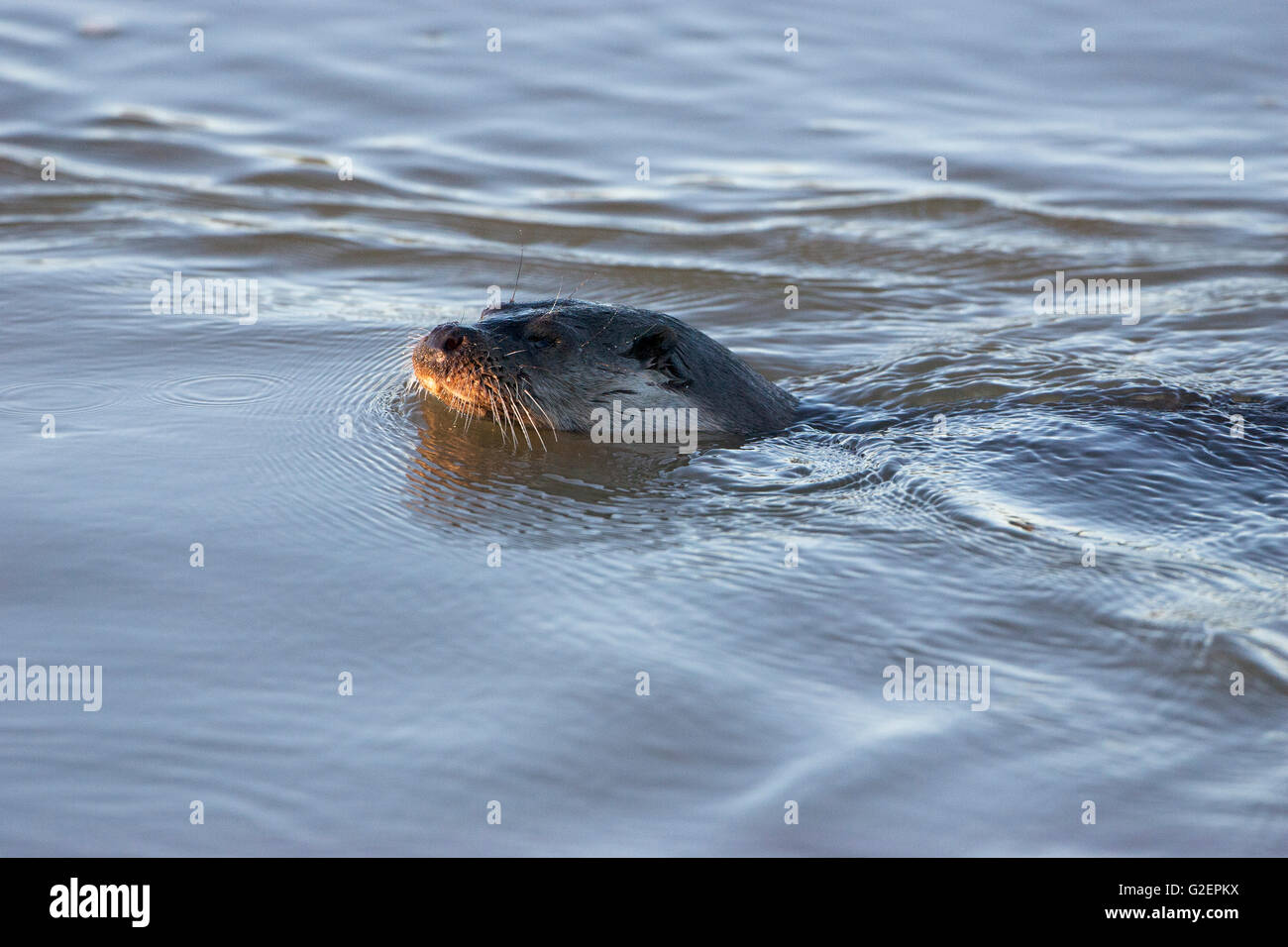 European otter Lutra lutra swimming in the River Stour Blandford Dorset ...