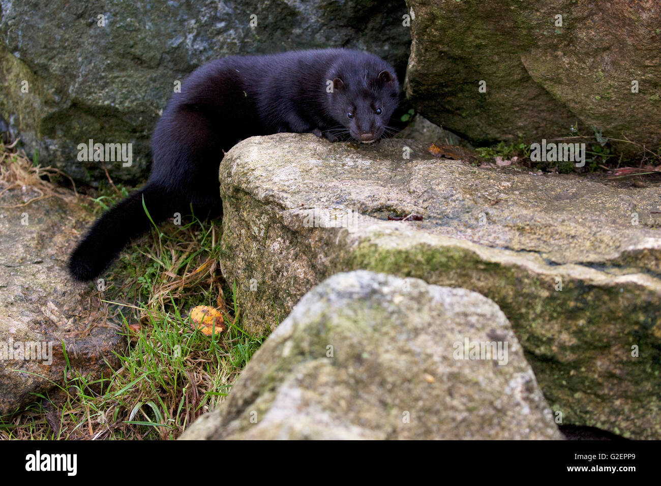 American mink Mustela vison [captive] West Country Wildlife Photography Centre Devon England UK Stock Photo