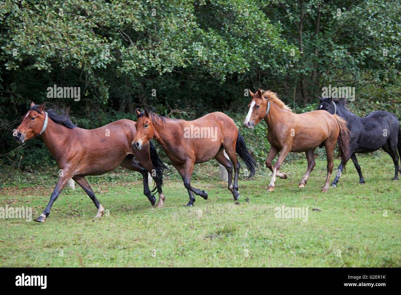 Brockenhurst new forest hi-res stock photography and images - Alamy