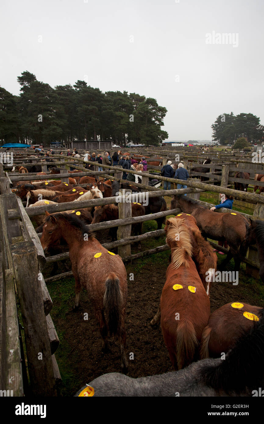 New Forest ponies in pounds at the Beaulieu Road Pony Sales New Forest ...