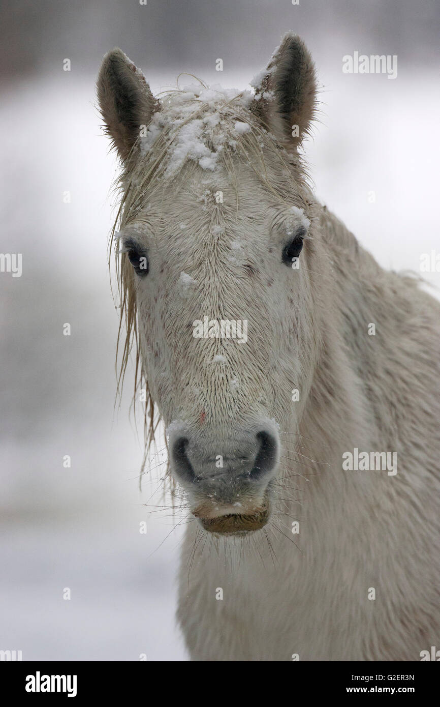 New Forest pony in snow New Forest National Park Hampshire England UK Stock Photo