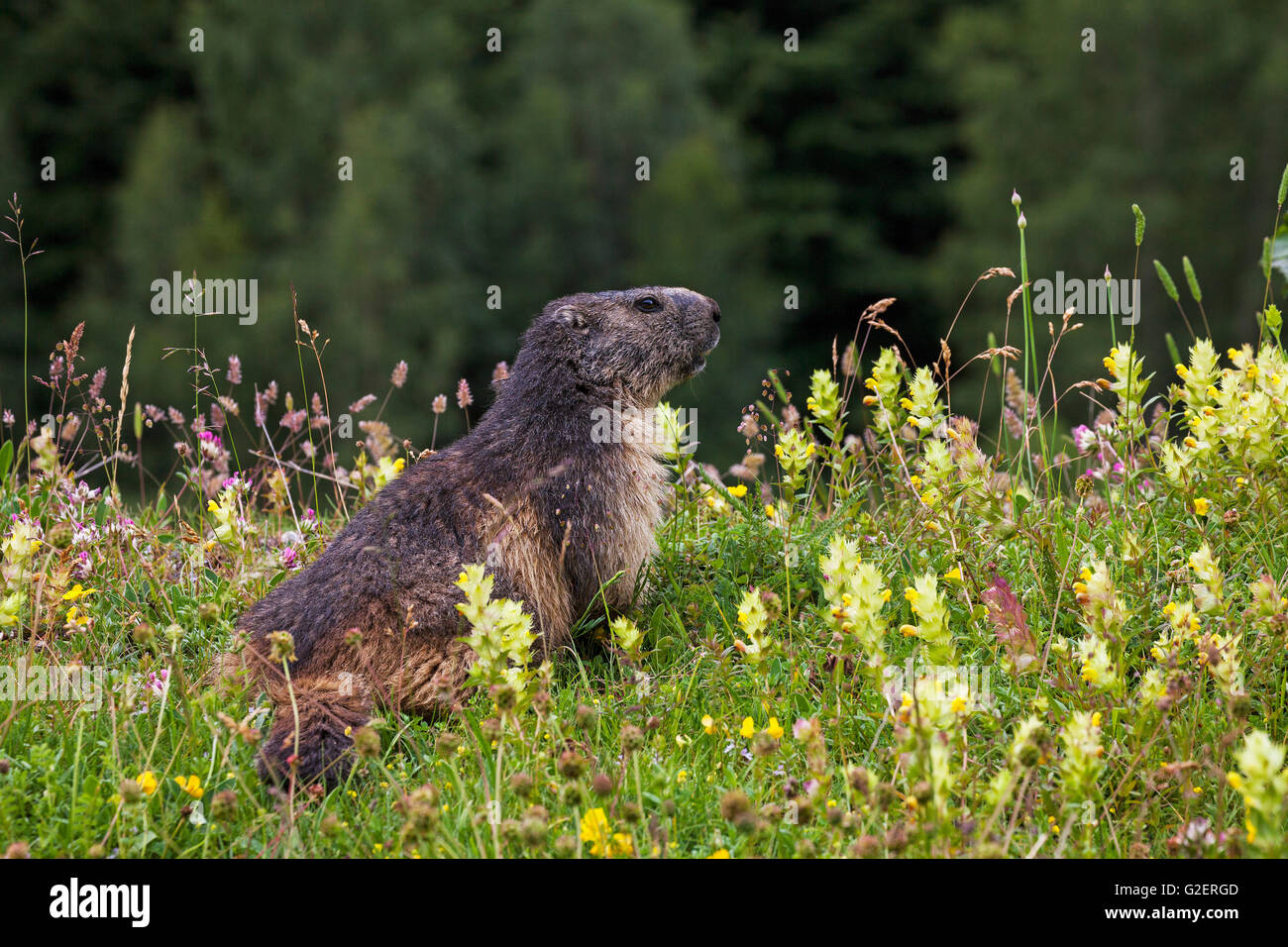 Alpine marmot Marmota marmota amongst wild flowers Ossoue Valley Pyrenees National Park France Stock Photo