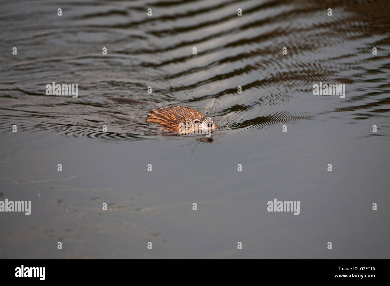 Common muskrat Ondatra zibethicus swimming across Lily Lake Rocky Mountain National Park Colorado USA June 2015 Stock Photo