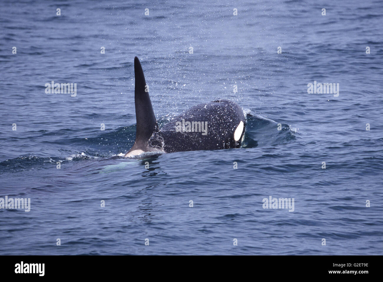 Orca Orcinus orca Stock Photo