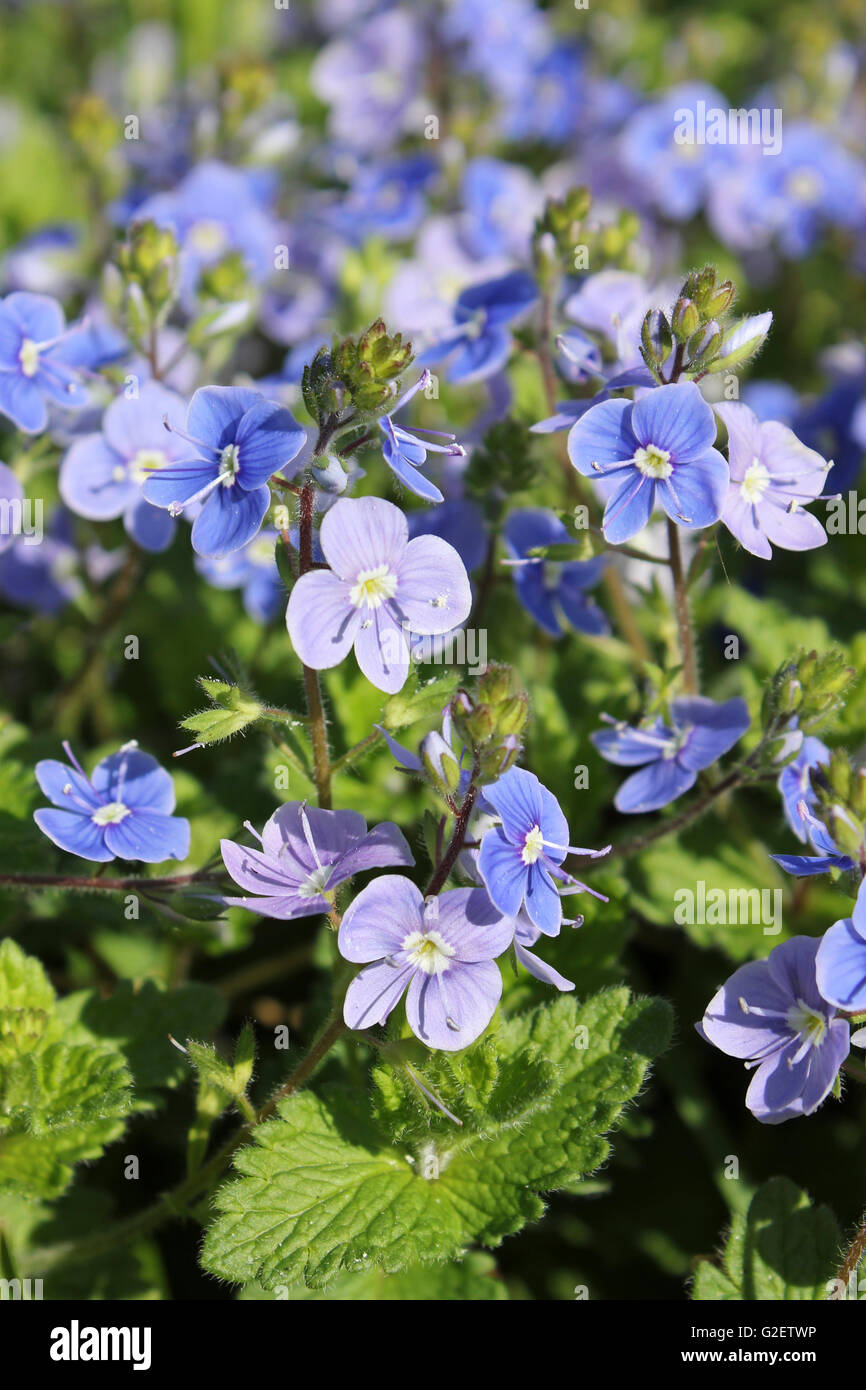 germander-speedwell-veronica-chamaedrys-stock-photo-alamy