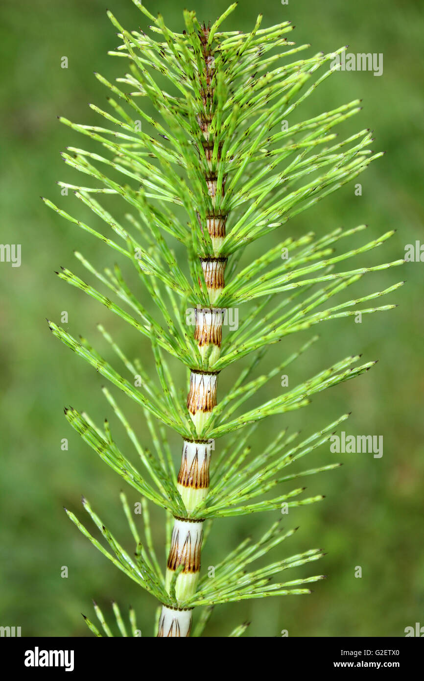 Wood Horsetail Equisetum sylvaticum Stock Photo