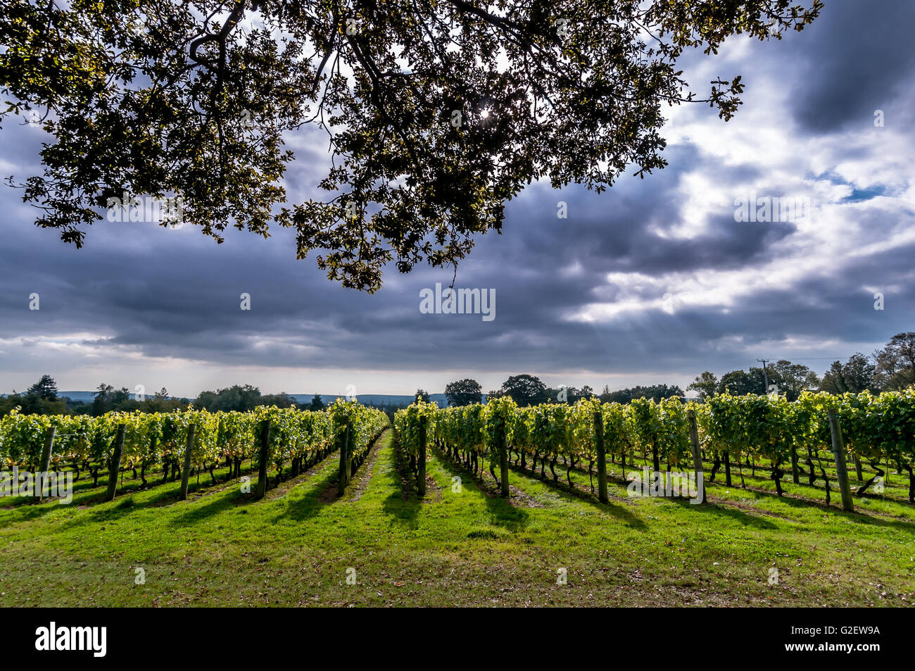 England's largest wine estate, Nyetimber, at West Chiltington in West Sussex Stock Photo Alamy