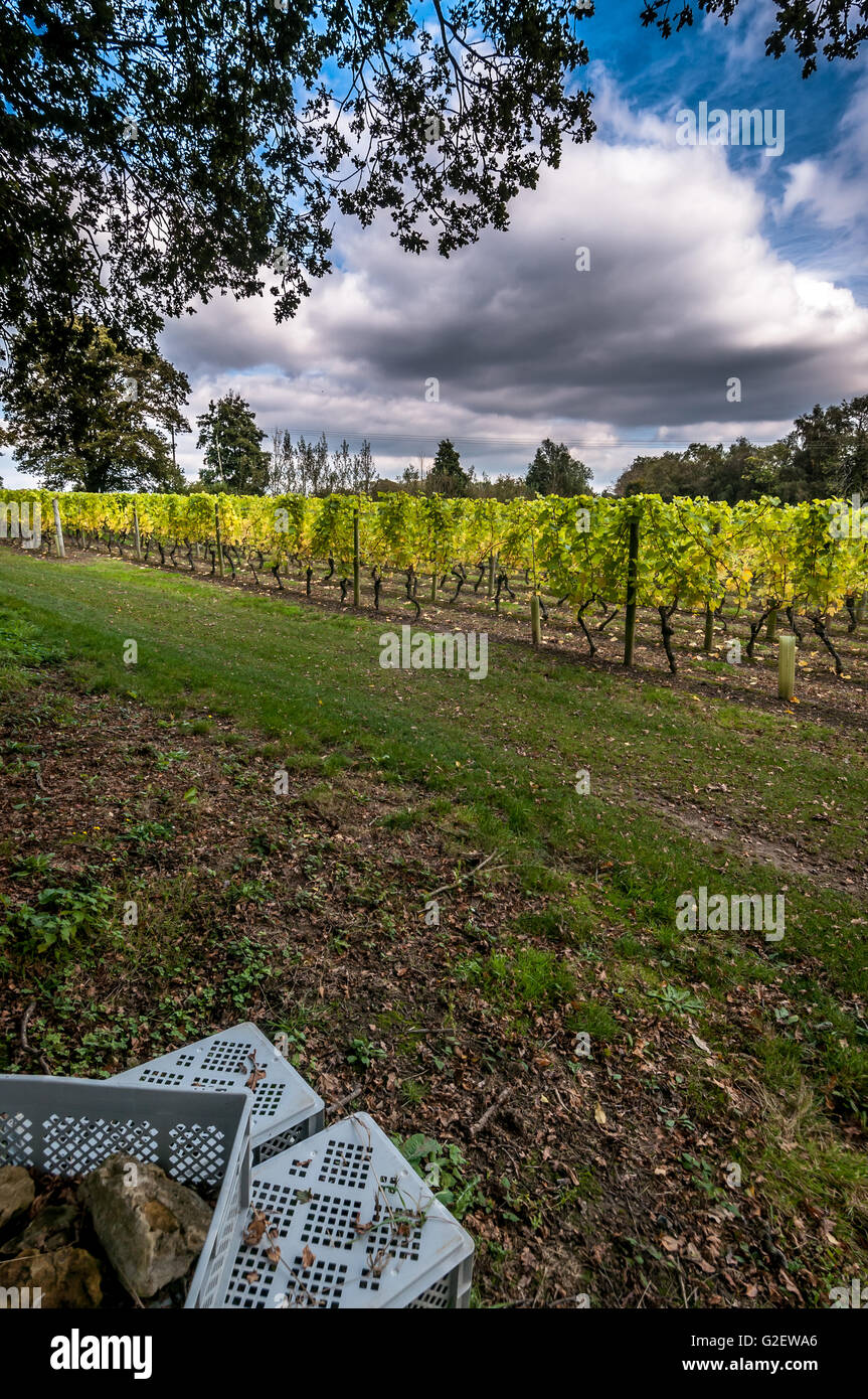 England's largest wine estate, Nyetimber, at West Chiltington in West Sussex Stock Photo Alamy