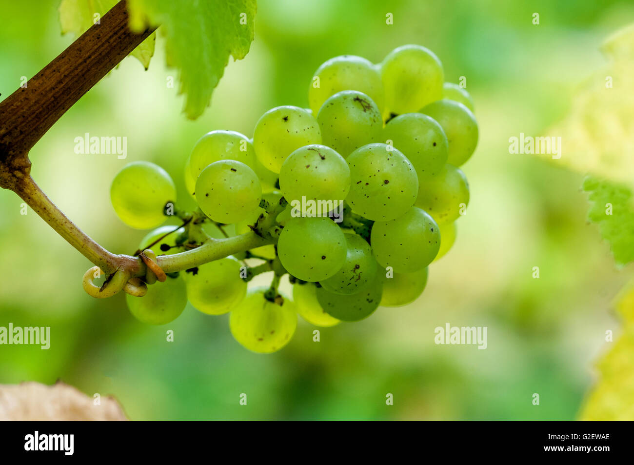 England's largest wine estate, Nyetimber, at West Chiltington in West Sussex Stock Photo Alamy
