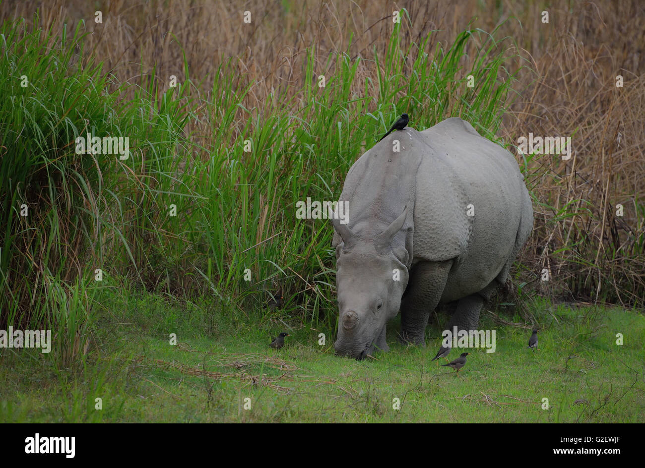 Indian Rhinoceros or Great Indian One-horned rhinoceros (Rhinoceros unicornis), with birds, Kaziranga National Park, India Stock Photo