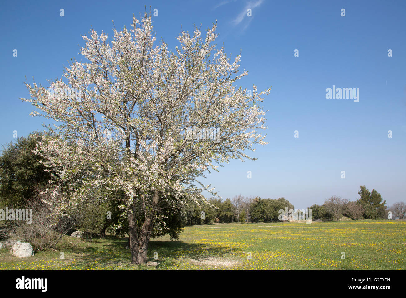 Blossom on Tree with Blue Sky Background Stock Photo - Alamy